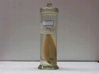 藏品(金線魚)的圖片